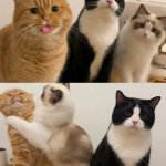cats arguement template