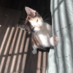 Killer cat