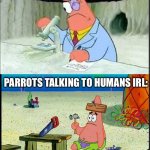 (o_O) | PARROTS TALKING TO HUMANS IN MOVIES:; PARROTS TALKING TO HUMANS IRL: | image tagged in patrick smart dumb,funny,funny memes | made w/ Imgflip meme maker