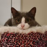 THE CAT THAT STARES AT U