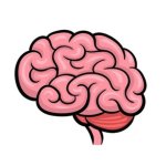 Brain