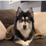 funny husky