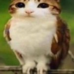 meowl