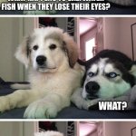 Bad pun dogs | WHAT HAPPENS TO SALTWATER FISH WHEN THEY LOSE THEIR EYES? WHAT? WELL, I KNOW FOR CERTAIN THAT THEY CAN'T SEA | image tagged in bad pun dogs | made w/ Imgflip meme maker