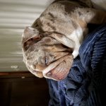 Unamused bulldog