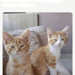 cattempt template