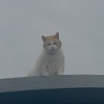 Portuguese Rooftop Cat Is Judging You!
