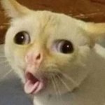Caughing cat