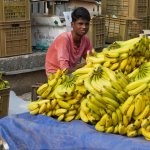 Banana seller