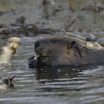 Beaver