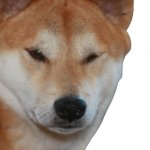 Judging Shiba