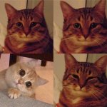 4 panel cat acgrees