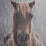Horse Rain
