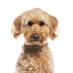 Doodle dog