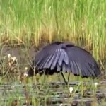 Nighttime daytime bird GIF Template