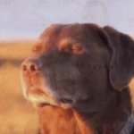 Dog cooked GIF Template