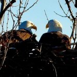 eagles