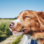 happy dog