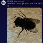 AYO WILLIAM