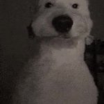 White dog staring GIF Template
