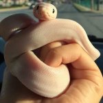 Ugly snake
