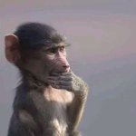 Monkey Deep in Thought template