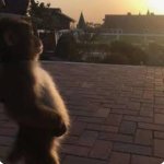 Monkey