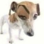 dog raising eyebrow meme