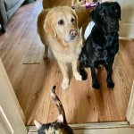 Shouting cat and dogs