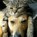 Thinking Cat