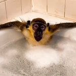 Monkey Sybau