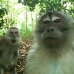 monkeys