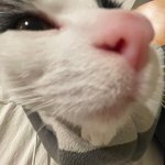 Judging Cat
