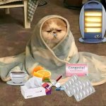 sick cat