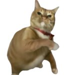 Throwing cat transparent