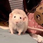 say sike rat