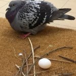 Pigeon nest