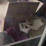 Sleeping Cat Outside