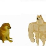 Mirror Dogs