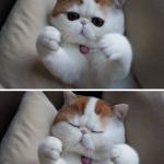 I need hugs cat meme