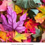 autumn