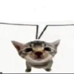 el gatito speech bubble meme