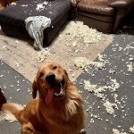 smiling dog
