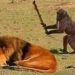 Monkey about to whack a sleeping lion