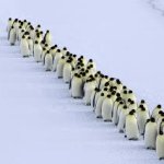March of the Penguins