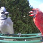 Red Bird vs Blue Bird