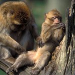Monkeys grooming
