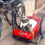 pug red baron