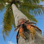 Coconut crab