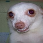White Doggo